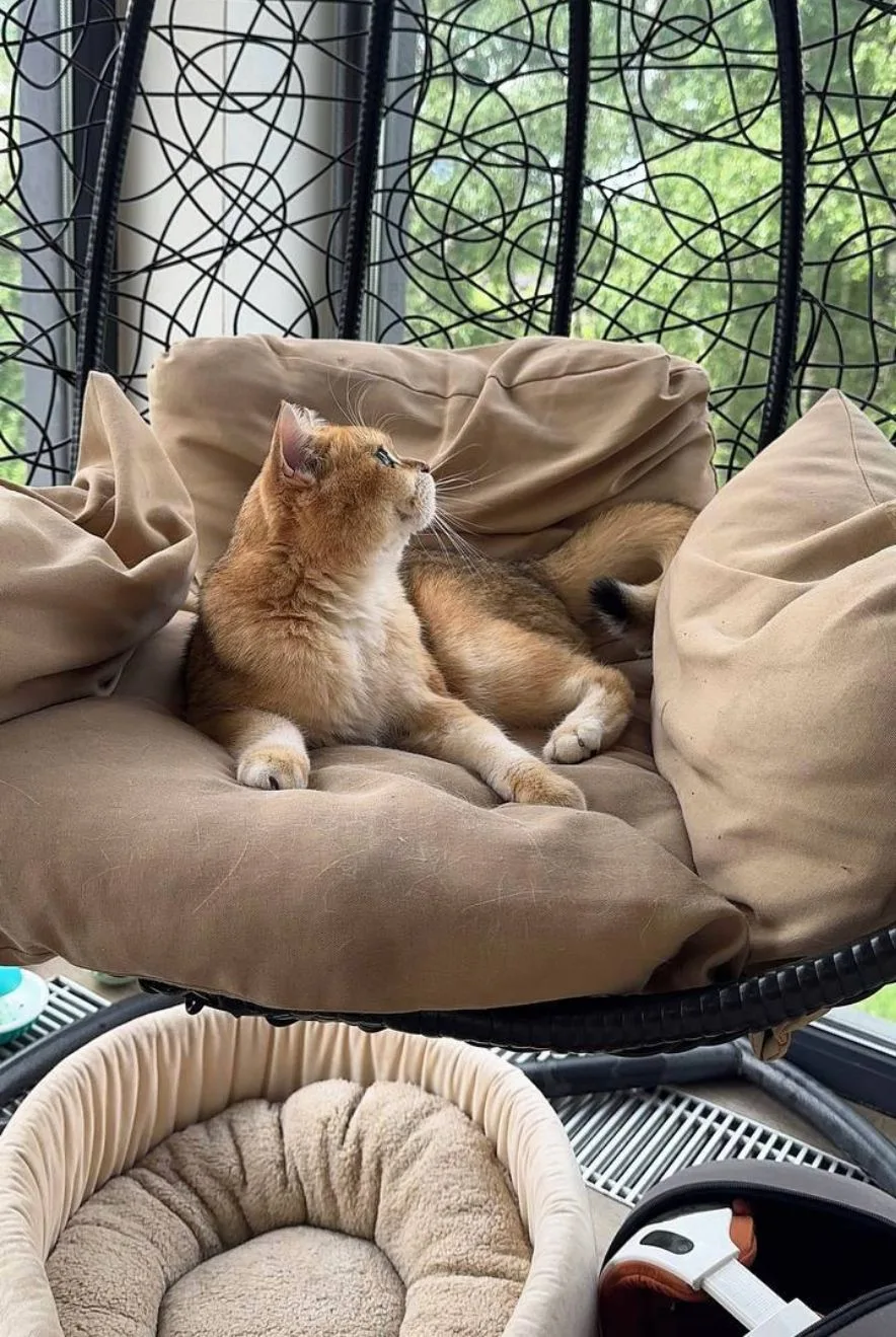 Булочка желает всем хорошего дня🐈