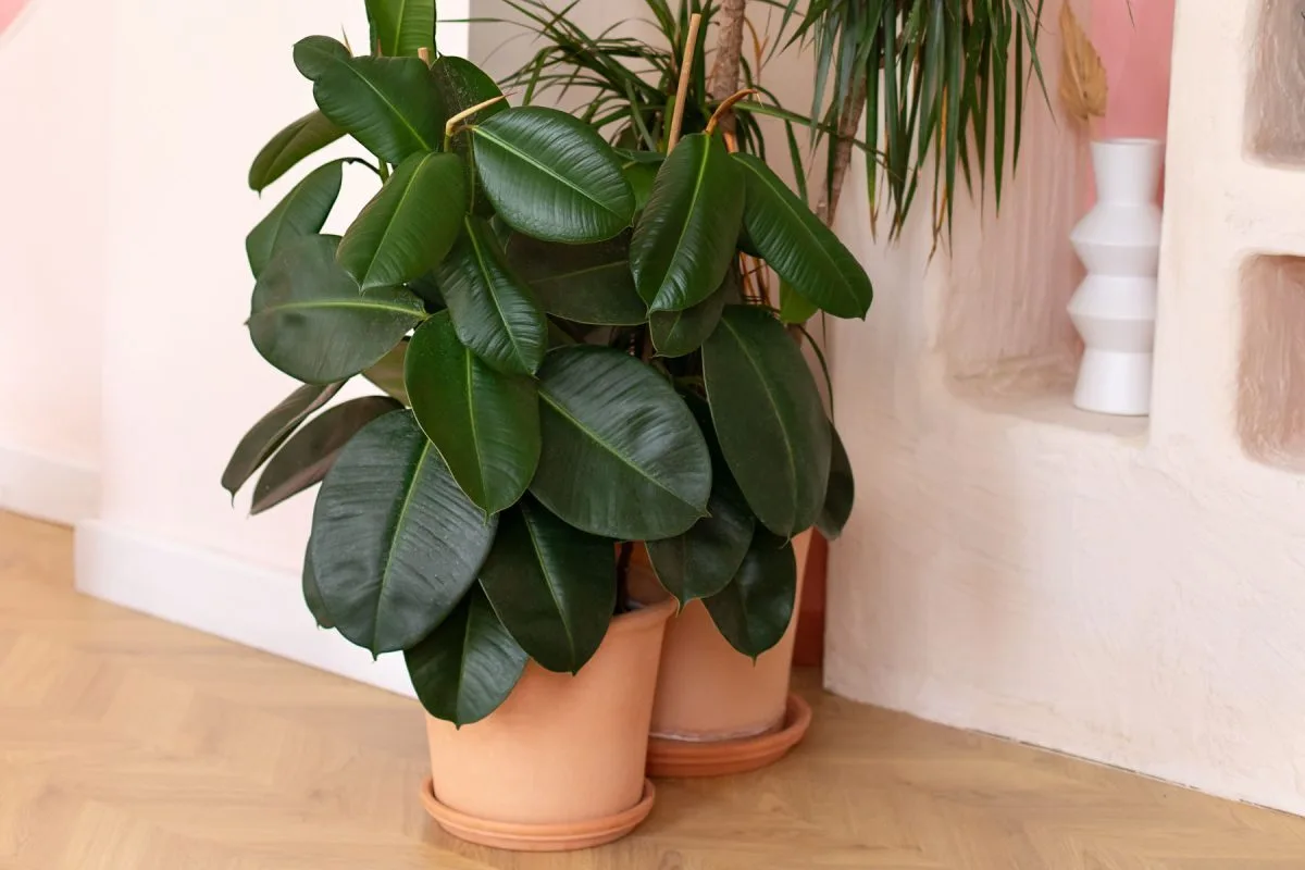 🌿 Фикус — тропический житель в вашем доме

Фикус — представитель влажных лесов, поэтому уход за ним