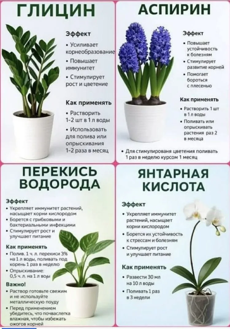 Добралась до своих домашних цветов.