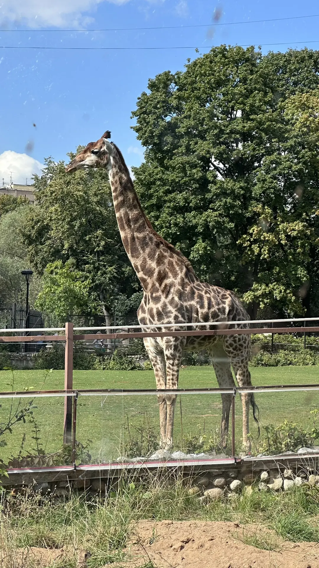 🦒Московский зоопарк в сентябре