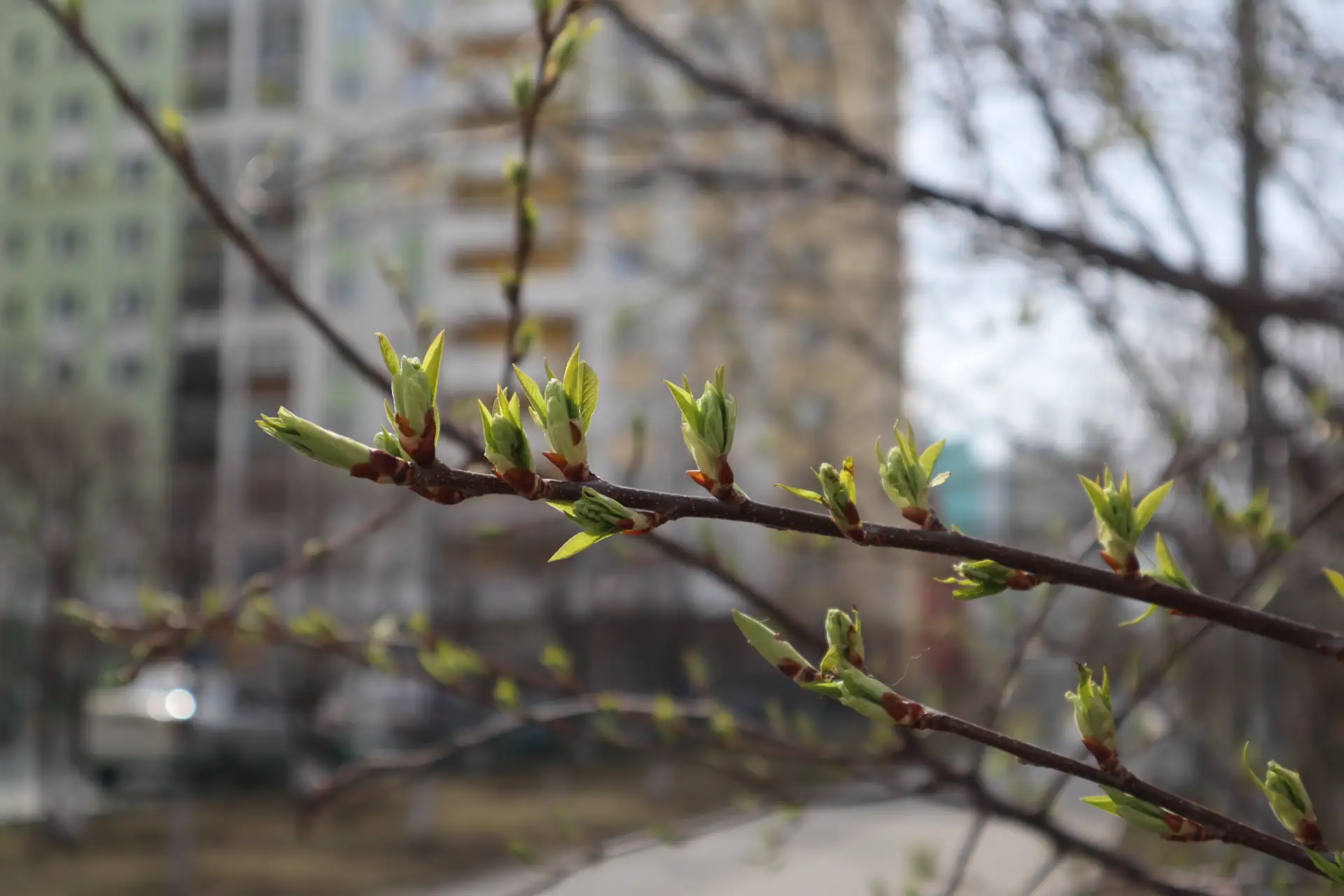 А вы заметили, что природа уже просыпается? ☀️  На деревьях уже распускаются молодые листики. А на к