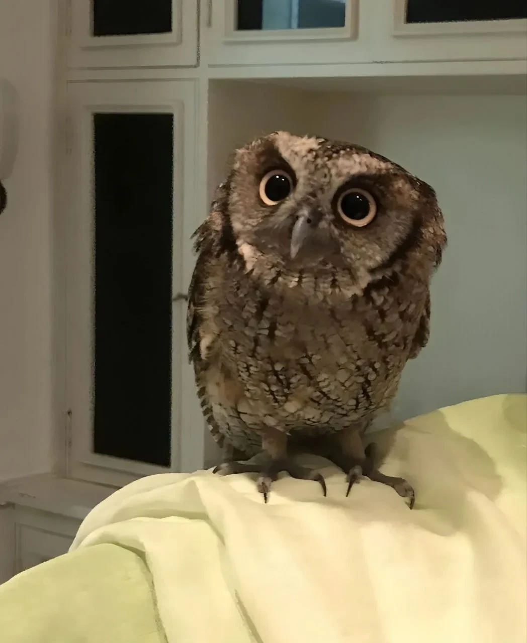 А кушать на ночь будем? 🦉