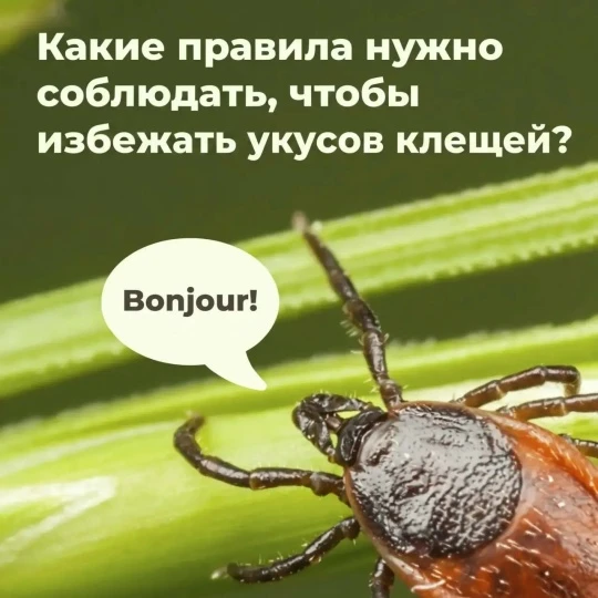 Сезон активности клещей продолжается.