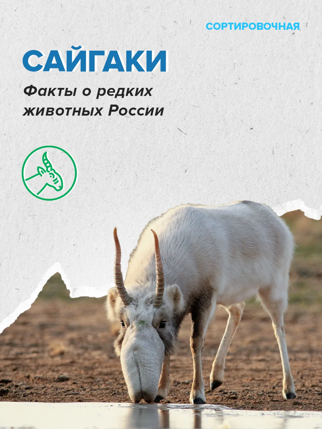 ❤️ Сегодня отмечаем Международный день сайгака  Праздник призван привлечь внимание к сохранению этог