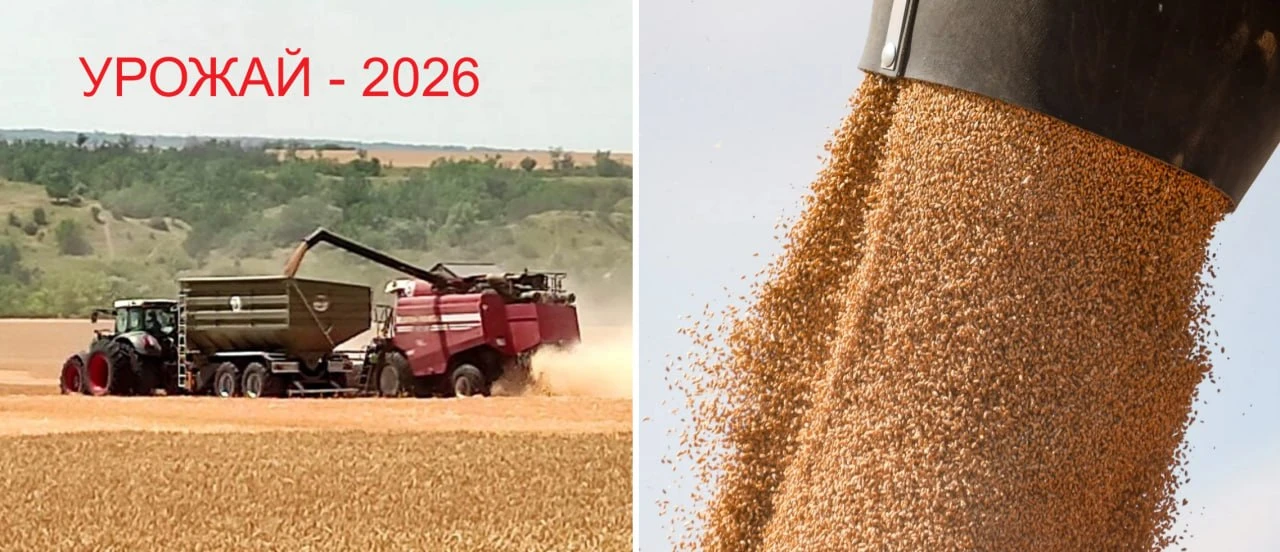 Урожай зерновых в России в 2026 может стать рекордным.