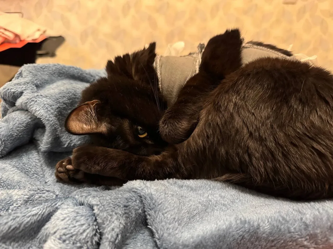 Помните котёнка, которого спасли от собак? 🥺 Вот как живёт эта пантера спустя годы! ❤️   Друзья, сег