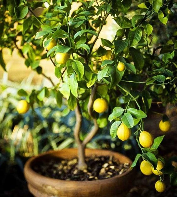 🍋 Как вырастить лимон на подоконнике: маленькая Италия дома