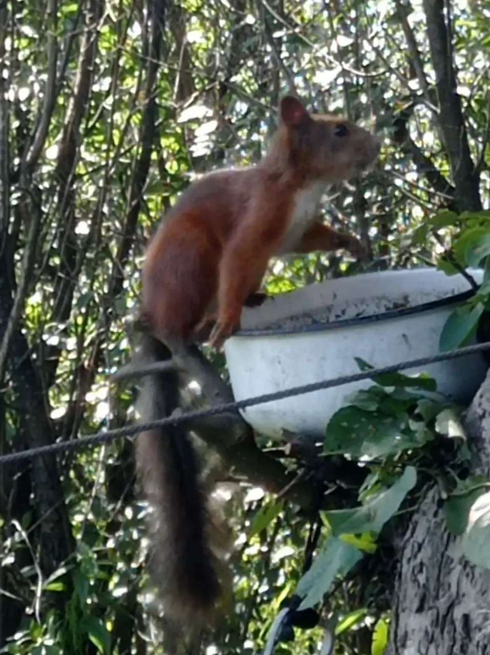 ВАЙ, КАКАЯ БЕЛКА
🐿Читатели СХ прислали милые фотокадры - засняли белку на даче за едой.

Интересно,