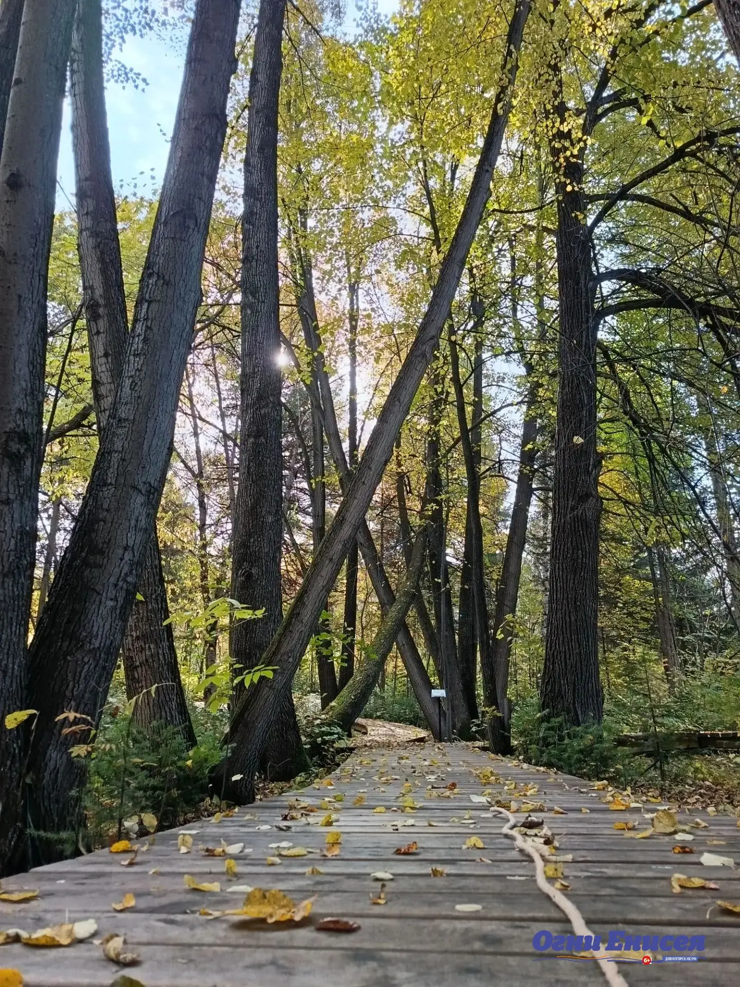 🍁Осенний день в дендросаду Дивногорска
