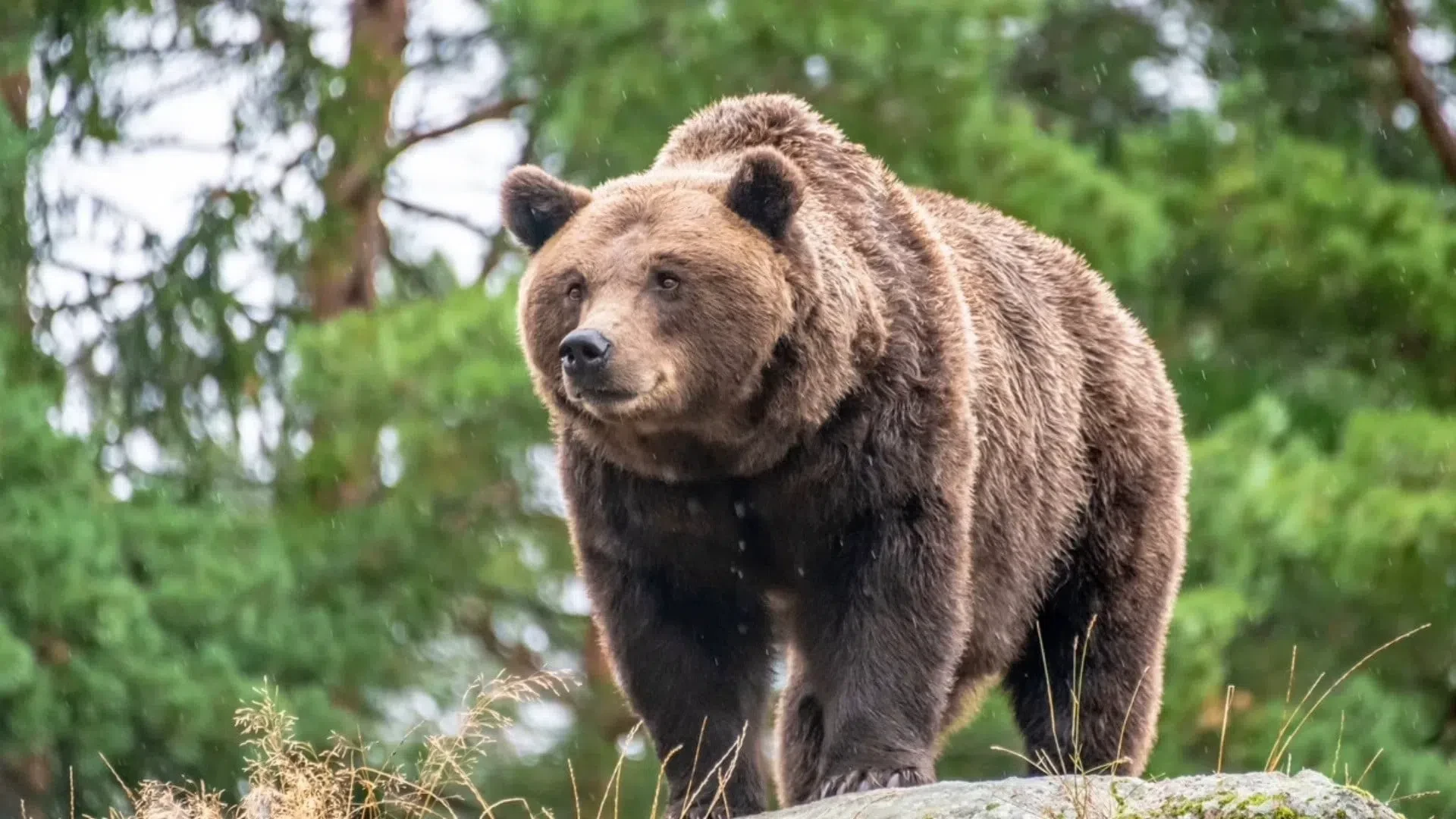 ‼️В Прикамье еще один медведь вышел к людям.