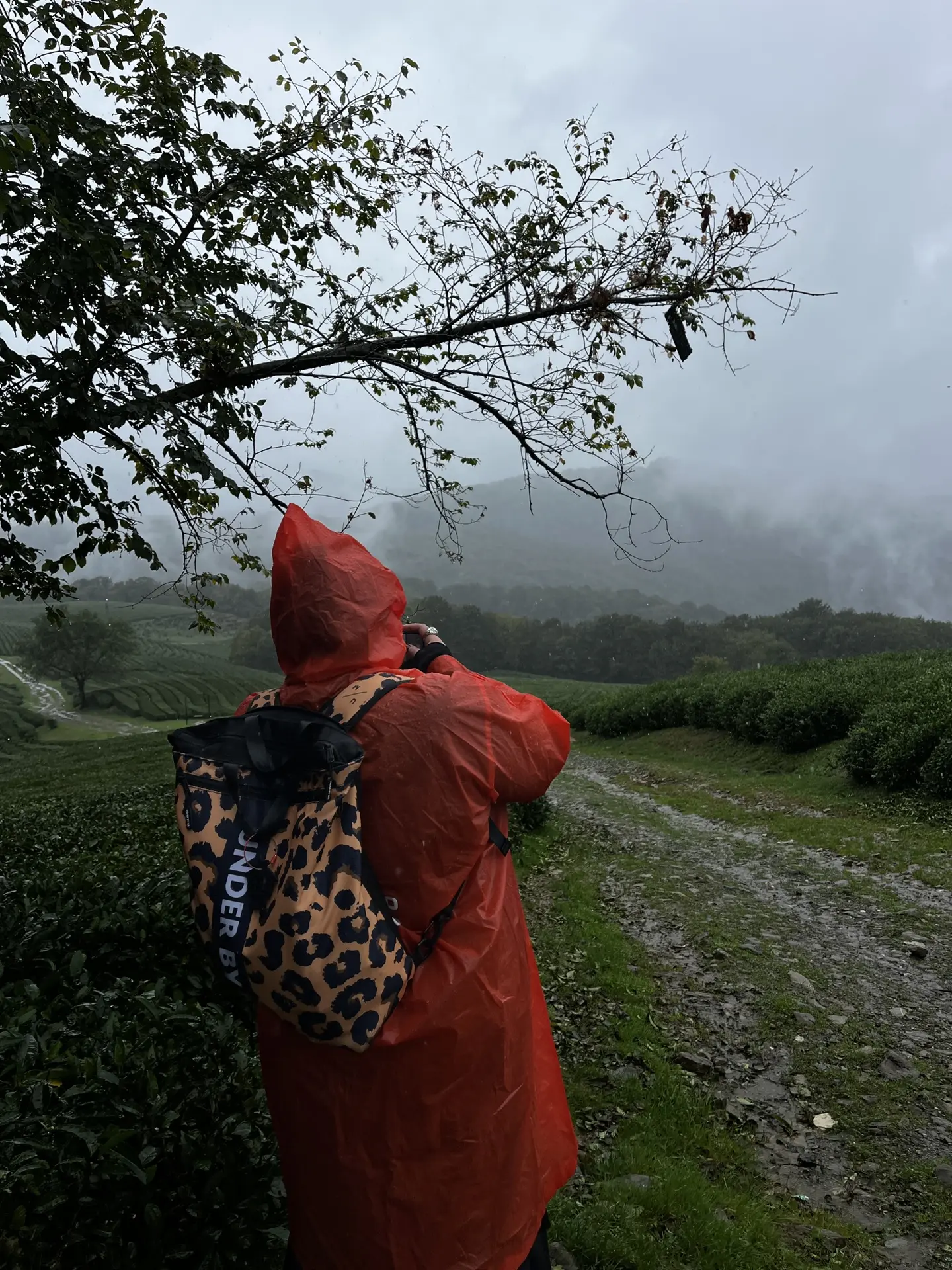 Чайные плантации🍃🍃🍃