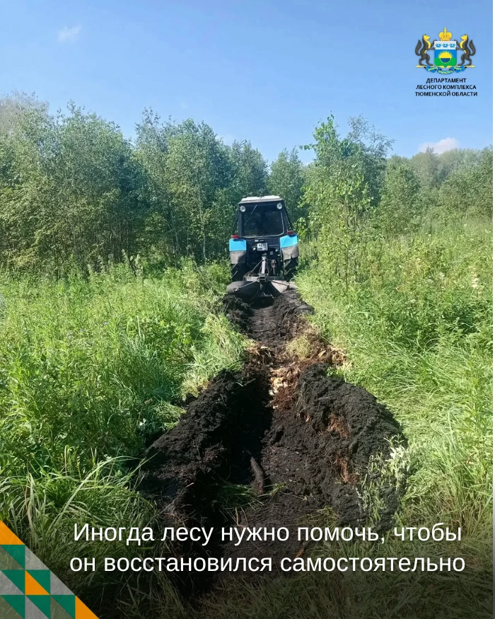 🌱 Иногда лесу нужно немного помочь, чтобы он восстановился самостоятельно

Не всегда для восстановл