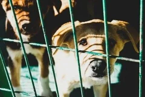 Кассационный суд окончательно подтвердил закрытие частного приюта для собак на хуторе Маяк под Сарат
