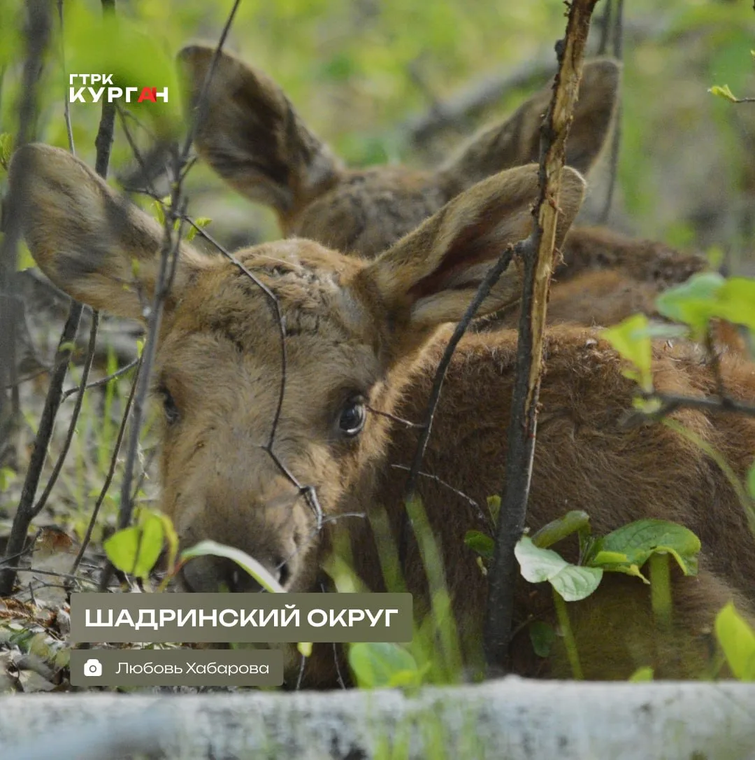 🌤 Доброе утро, зауральцы!

Сегодня в Кургане и области пройдут кратковременные дожди, возможны гроз
