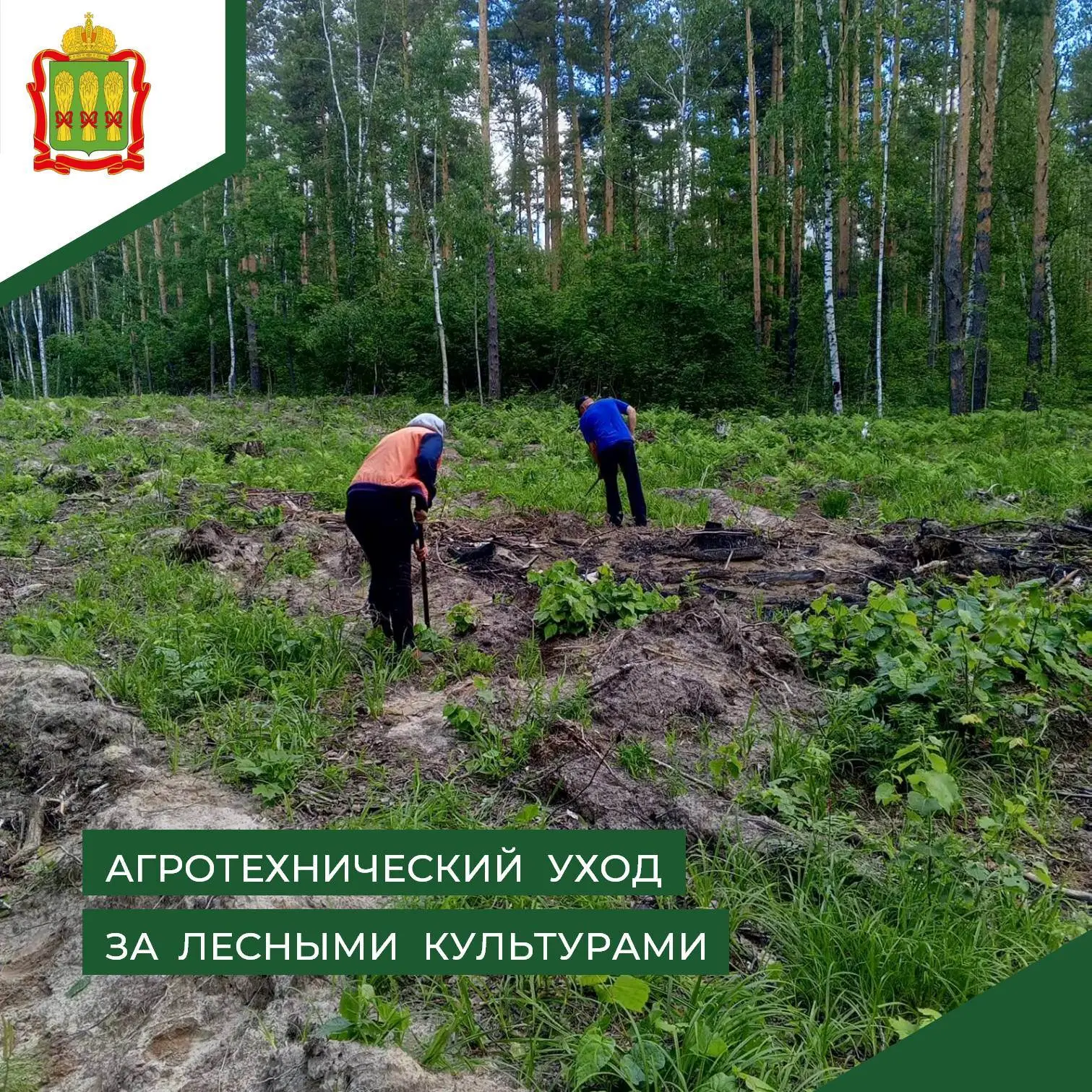 🌱 В квартале 59 Мачимского участкового лесничества проведен агротехнический уход за ле...