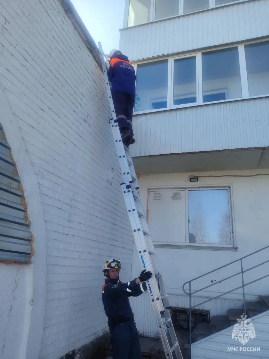 В Архангельске спасатели пришли на помощь коту.  Пушистый «экстремал» выпал с балкона 9 этажа и приз