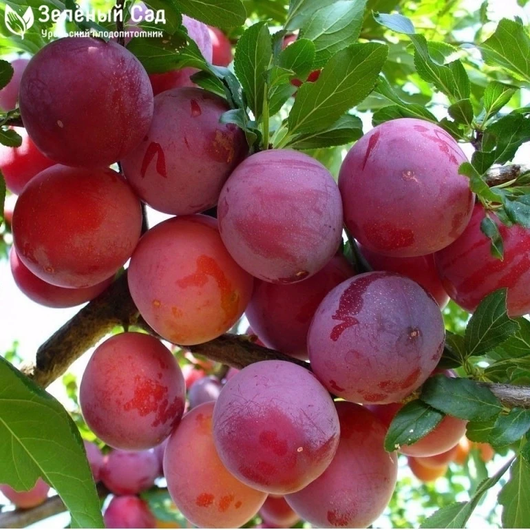 Куплю сливы крупные красные на еду 89108326560