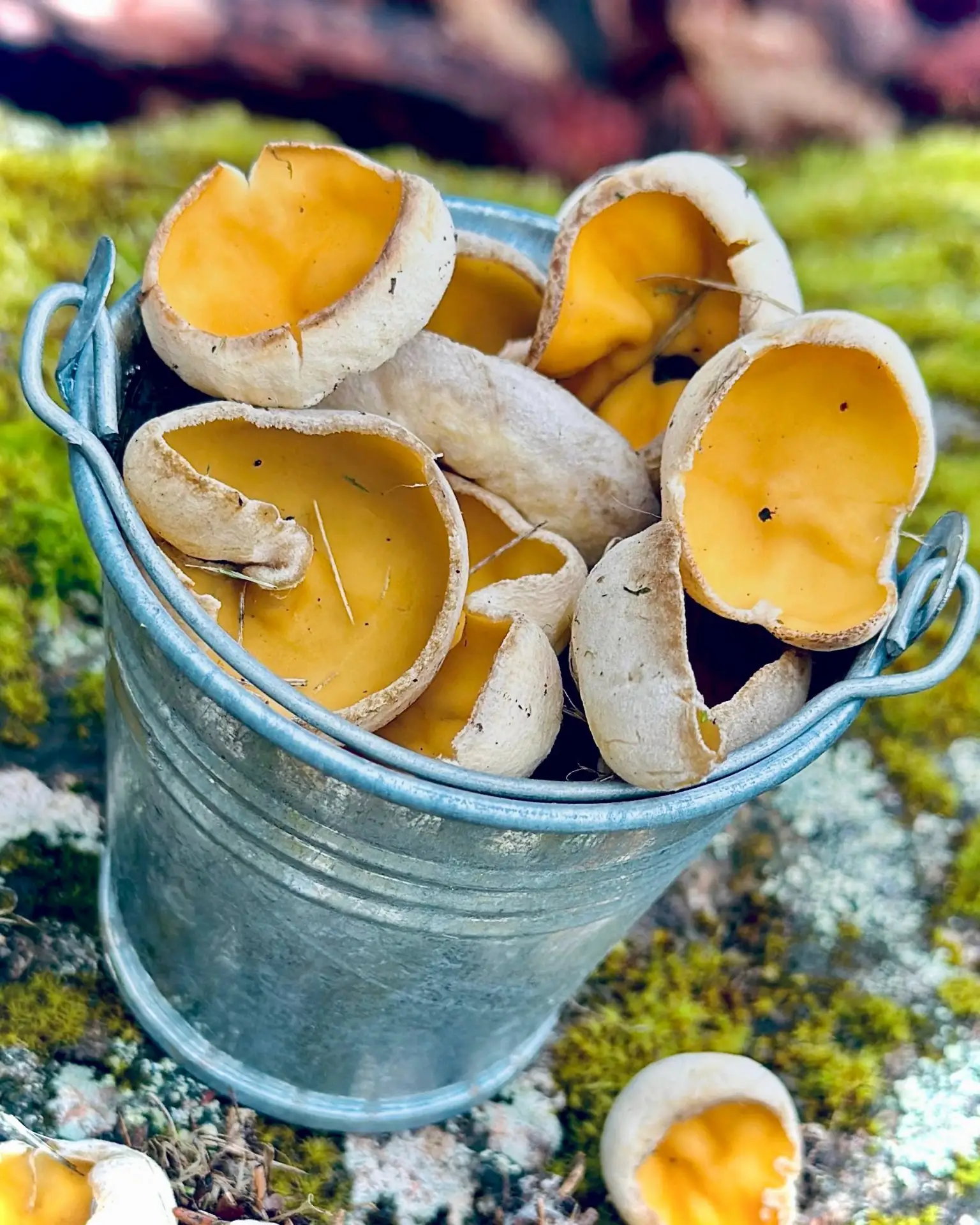 Тихая охота для всей семьи 🍄‍🟫  Экипируемся, выбираем корзинки поглубже и превращаем выходные в захв