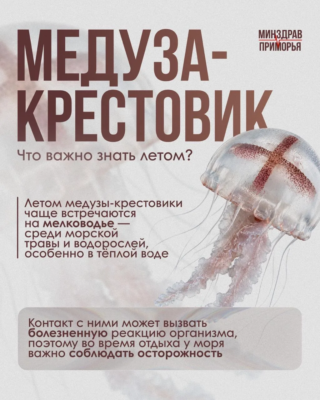 Летом в прибрежных водах Приморья можно встретить медузу-крестовика. Чаще всего она оби...
