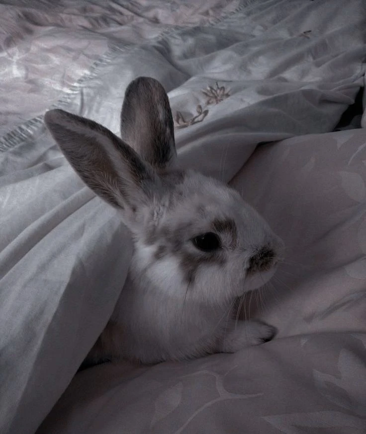 🐰 Ушастая милота