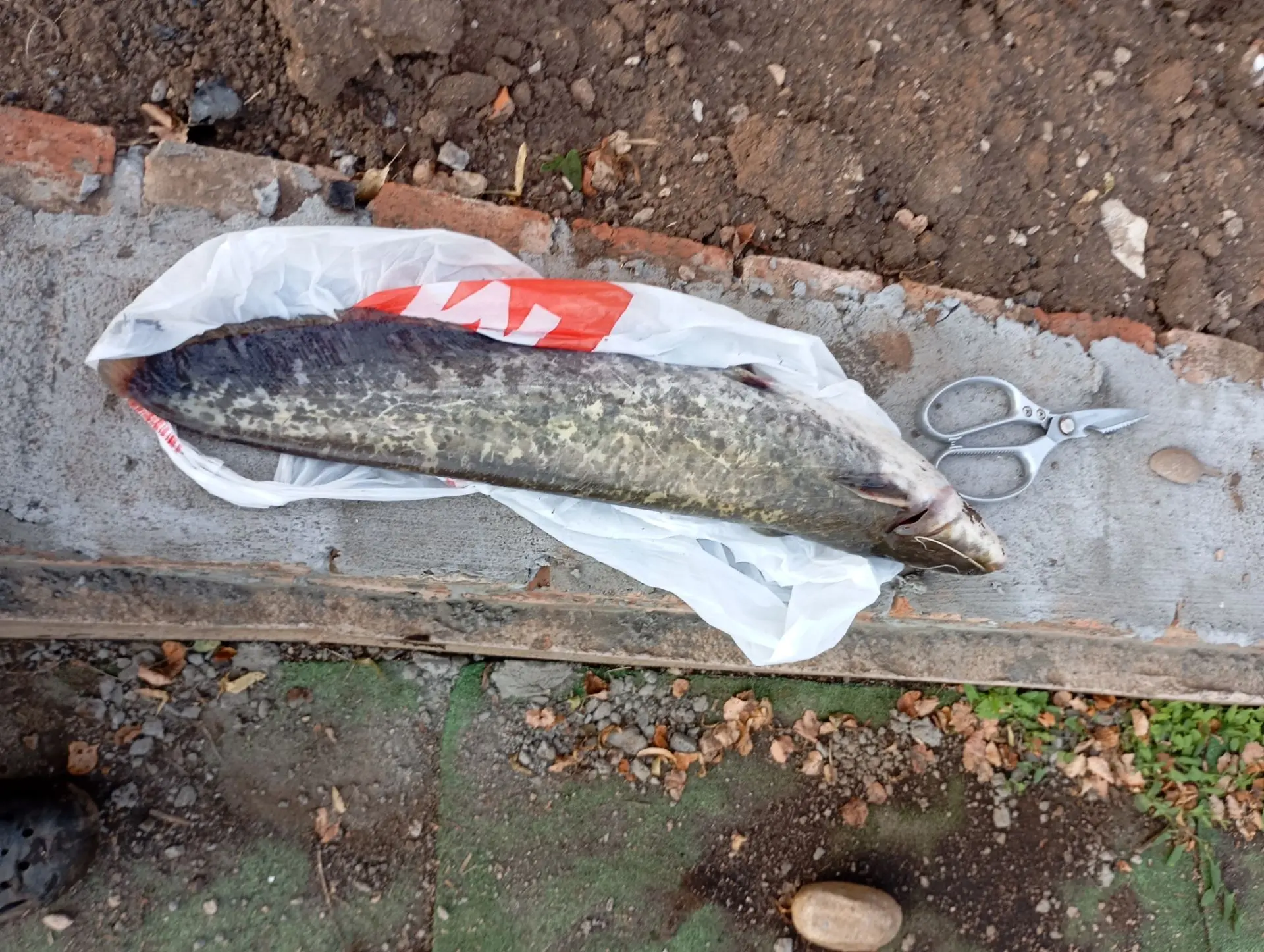 🎣 Улов от подписчика