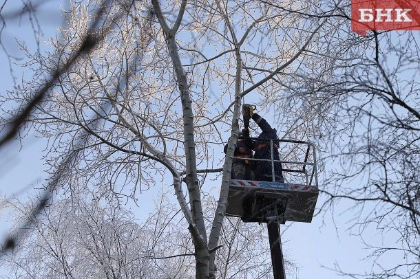 🌳 Как организовать спил дерева на придомовой территории?