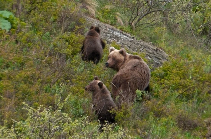 🐻 "Состояние уже намного лучше": мама потерявшей дар речи после встречи с медведем дев...