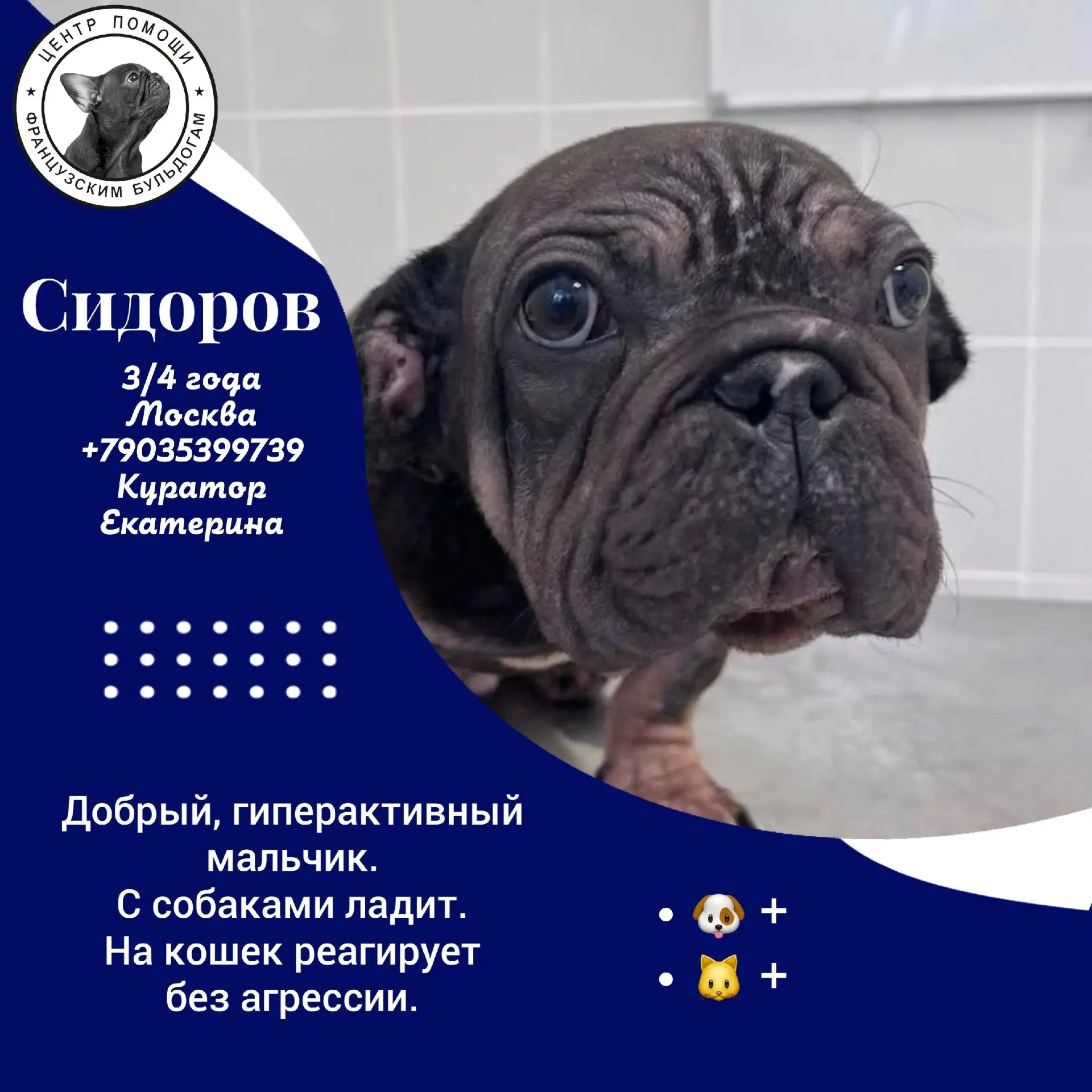 Бульдоги ищут семьи!

Мальчишки прошли лечение в клинике, набрали вес и хотят домой🙏 
Ребятки добры