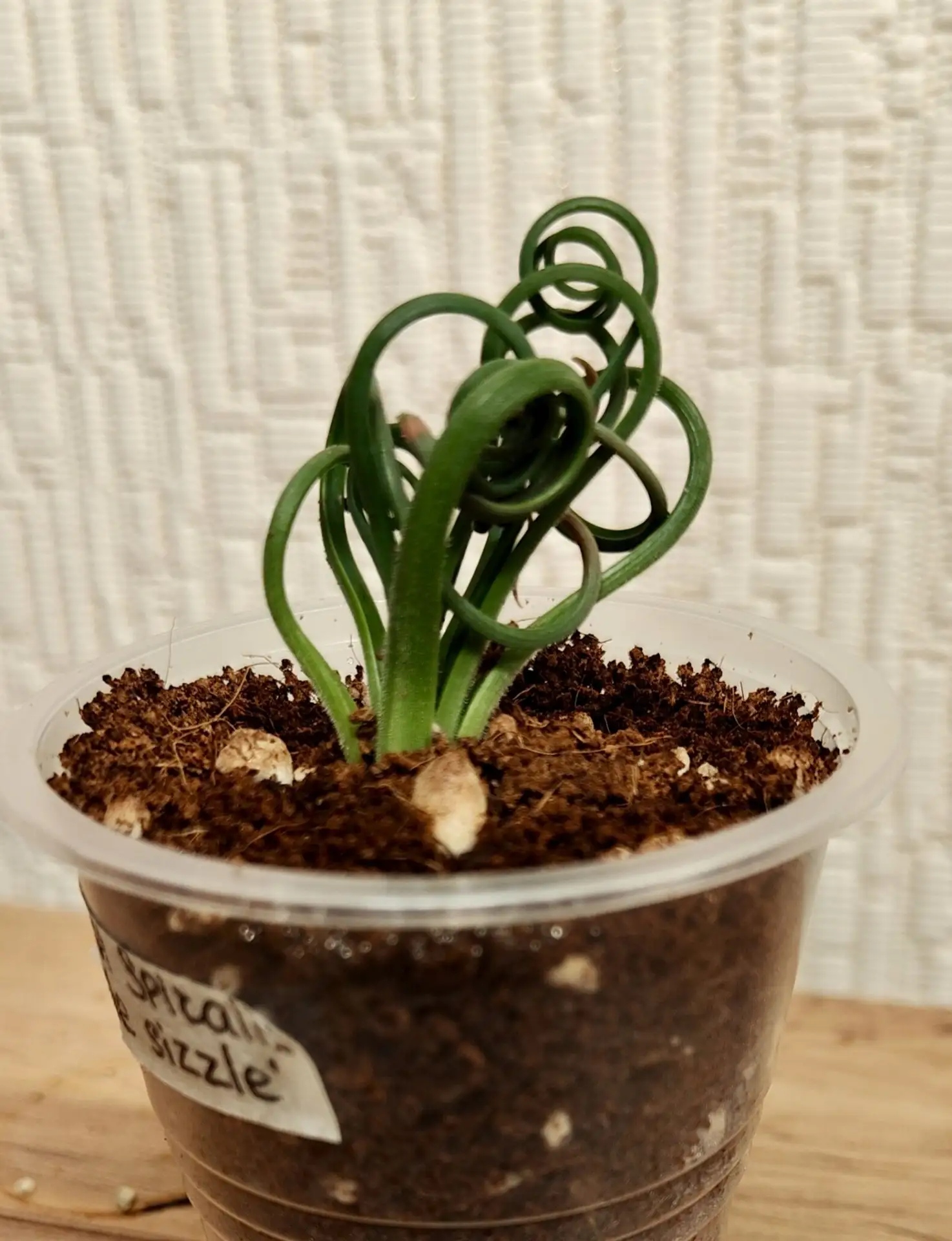 Альбука Spiralis 'Frizzle sizzle' (спиральная Фризл сизл)