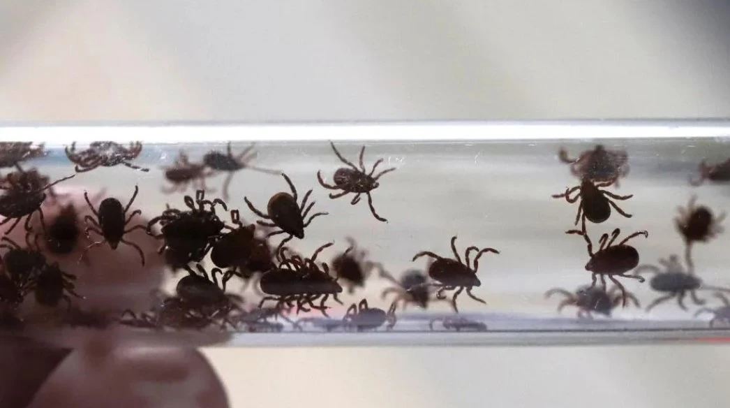 🕷В штате Нью-Йорк мужчина заразился редким неизлечимым вирусом бурбон через укус клеща