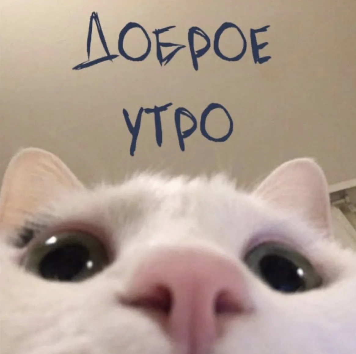 Ура, мы дождались! Выходные! Всем позитивной субботы☀️