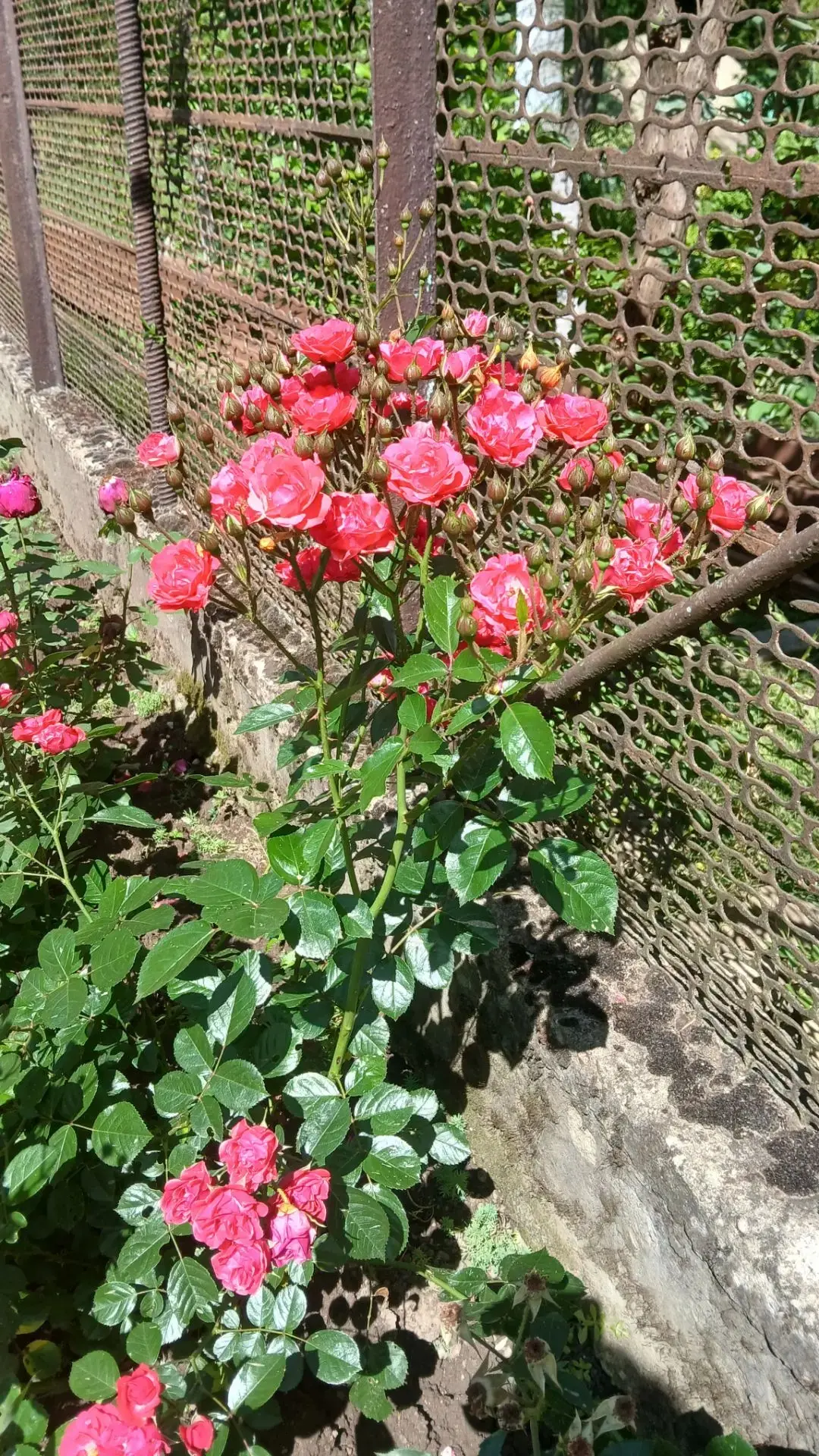 Фото участников акции «Королева цветника»🌹

Участник №40 - Элла Марченко, ст. Тверская. 

Напоминае