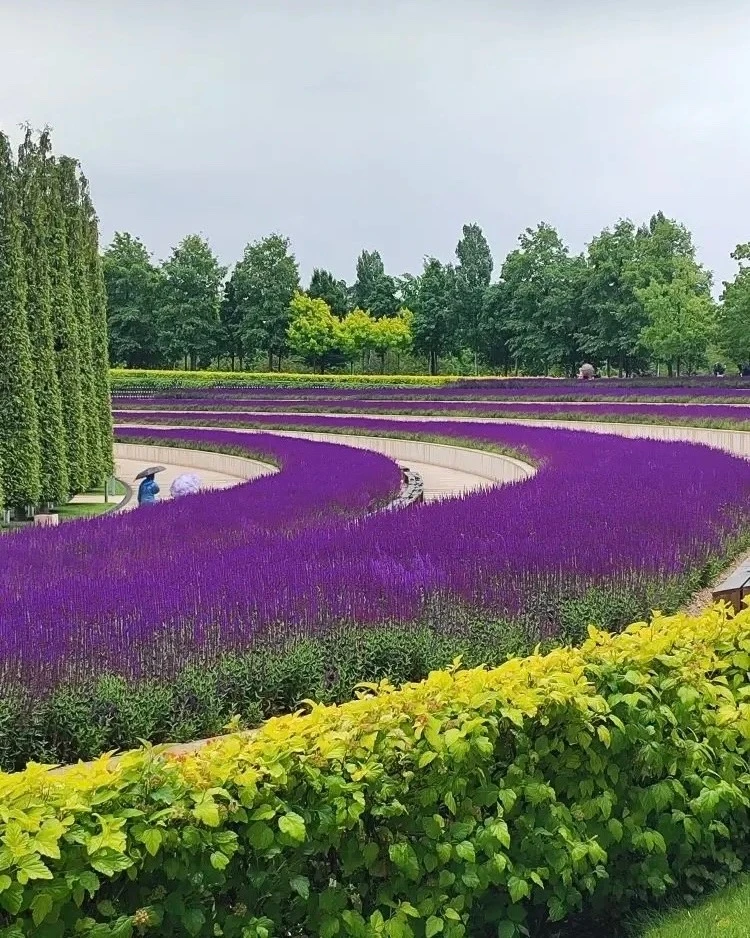 Шалфей 💜 Целые реки фиолетового настроения

🌿 Парк Галицкого. Краснодар