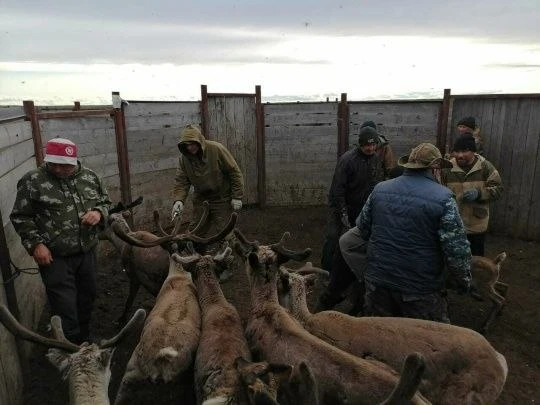 Ветеринары Коми начинают летнюю кампанию по вакцинации в тундре