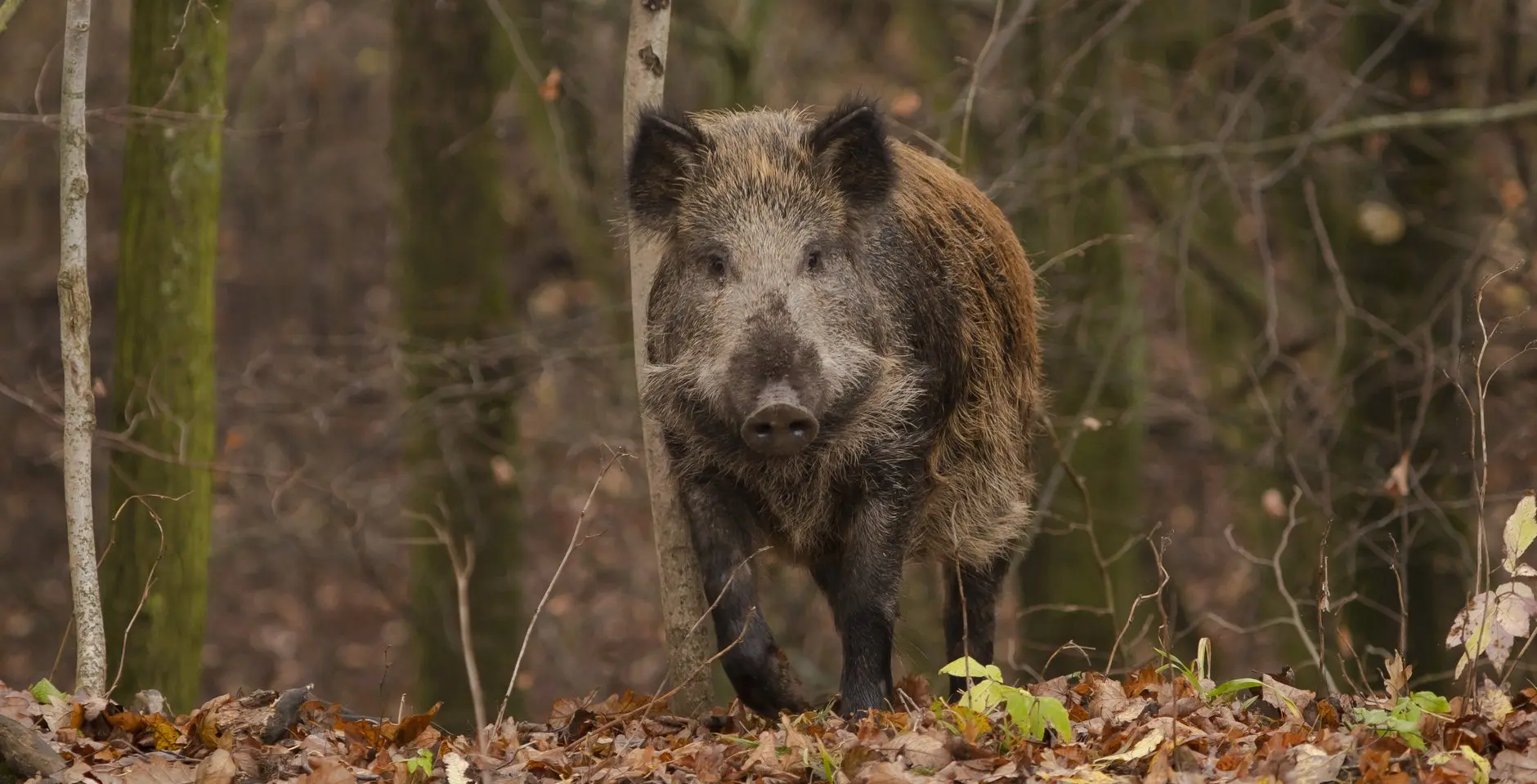 🐗 Перед тобой мистер кабан. Твои действия?

Развеиваем мифы и делимся правилами безопасности вместе