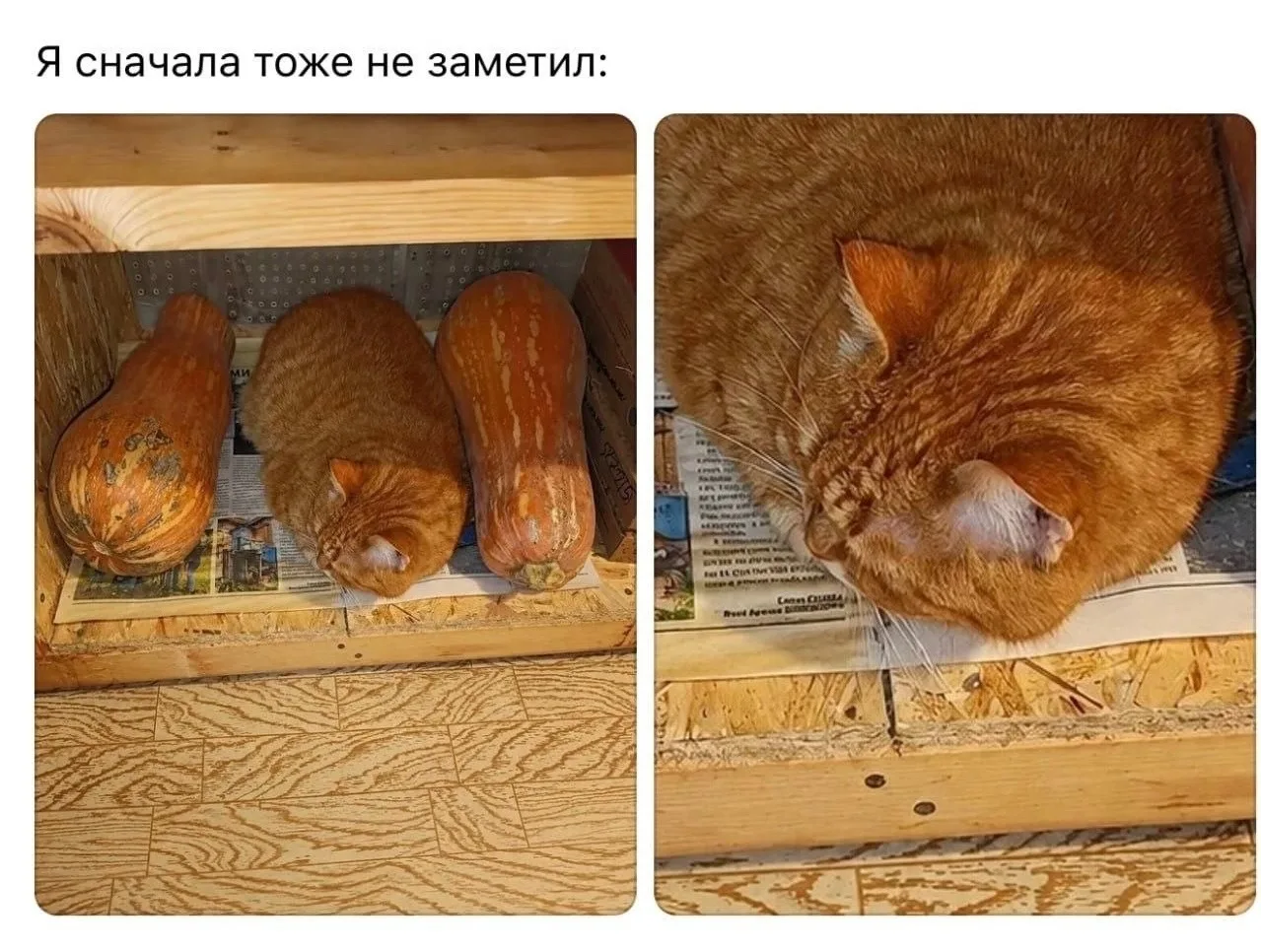 В городе представили новый сорт тыкв — с необычным внешним видом, который уже привлёк в...
