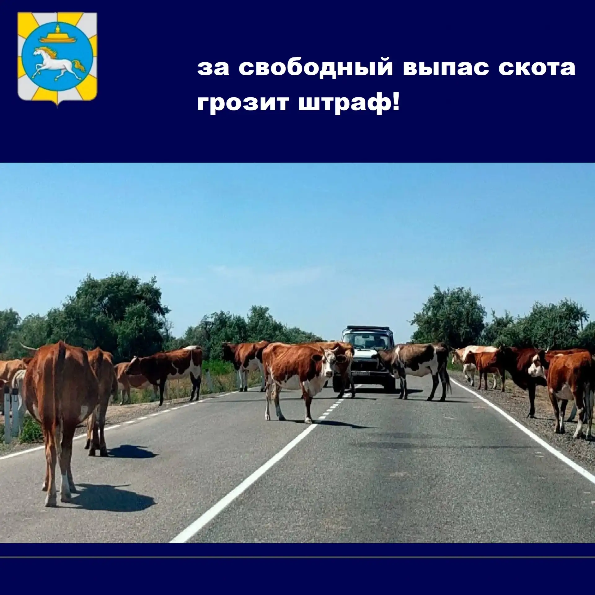 Дорога — не пастбище! 🐄🚗