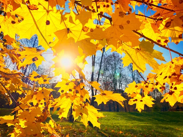 🍂☀️ С добрым утром, 4 октября! ☀️🍂                                                   ...