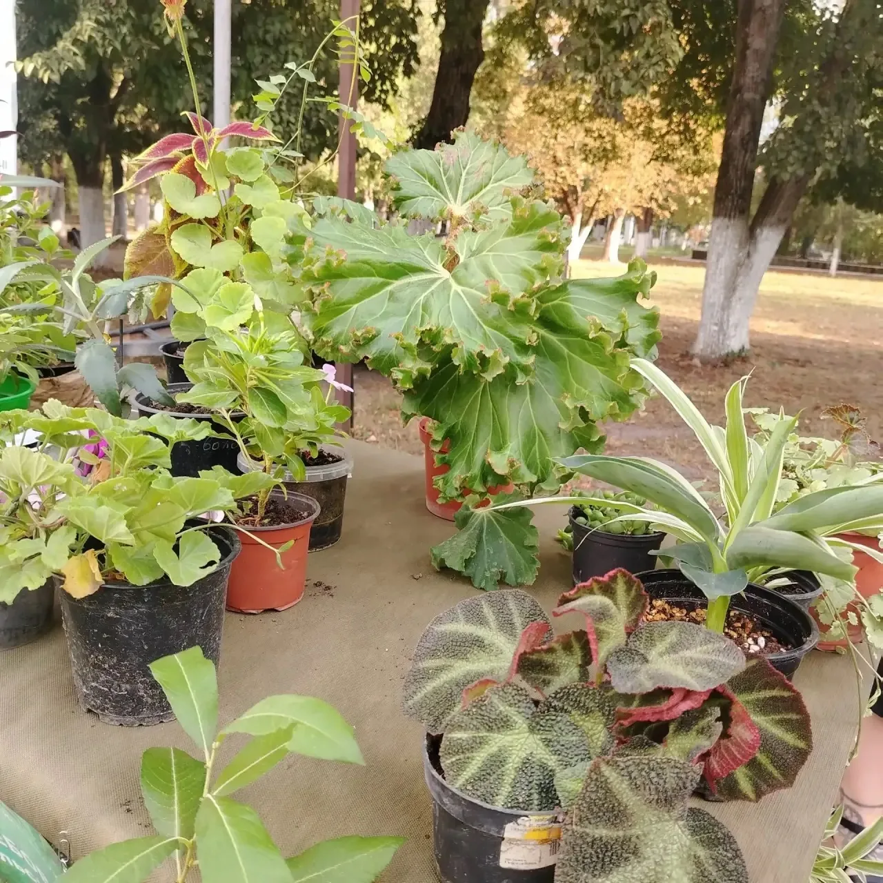 Новости нашего сада: участие в экологическом фестивале 🌿