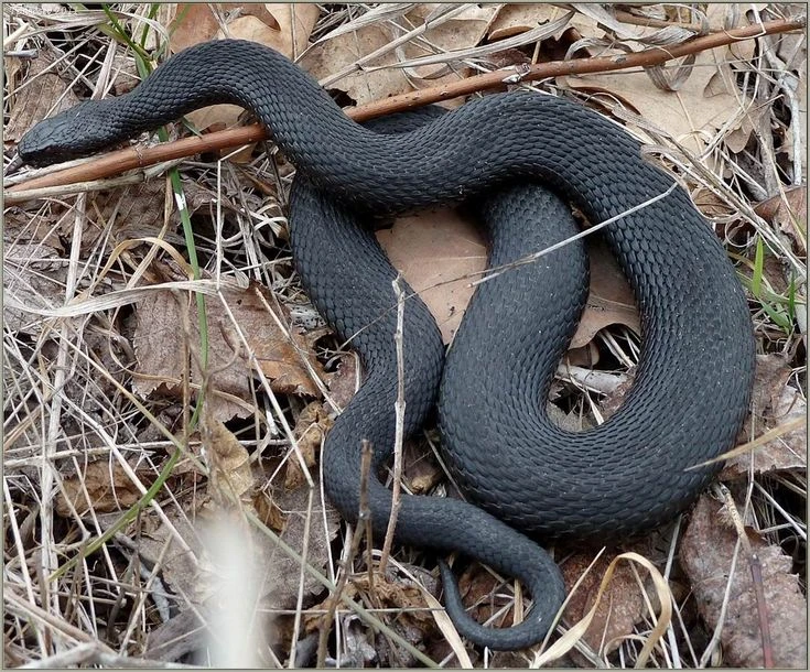 🐍 Гадюки вышли на охоту: в Свердловской области зафиксированы первые укусы  Трое свердловчан уже пос
