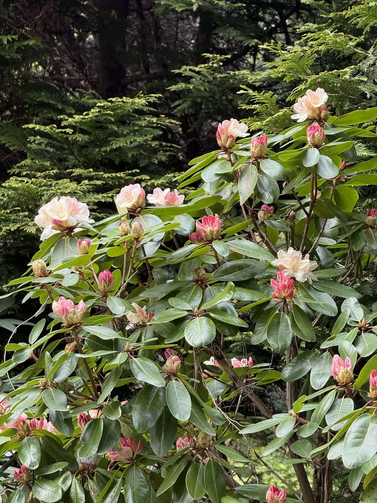 Сегодня мы гуляем по Ботаническому саду 🪴🌵🌺