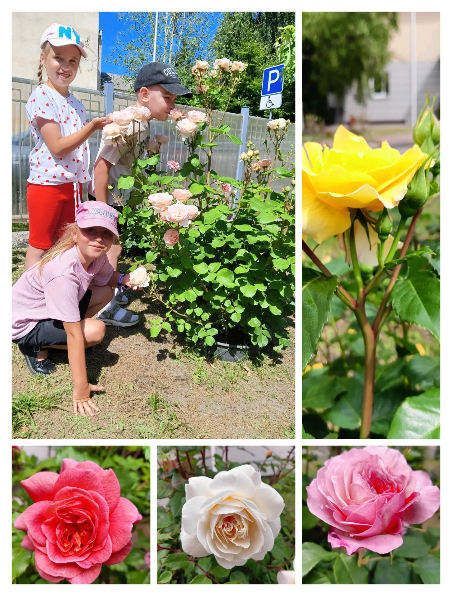 🌹На самом красивом
Участке в саду
Я розу прекрасного
Цвета найду.
🌿Я буду ее поливать 
И беречь
От