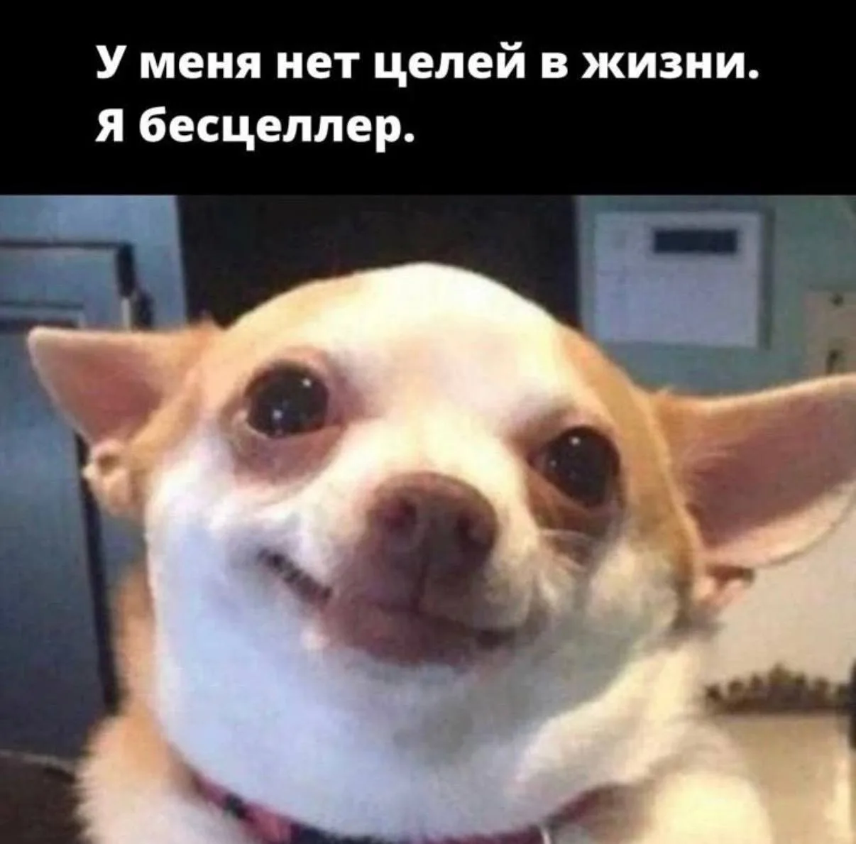 У меня нет целей в жизни. Я бесцеллер😁