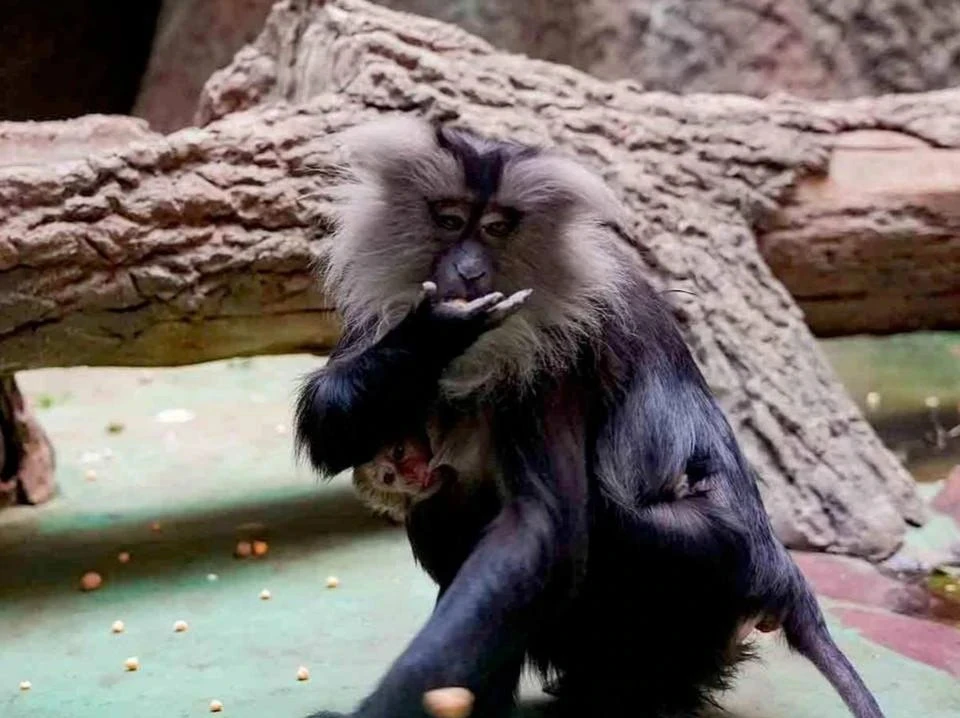 🐵 В Московском зоопарке пополнение