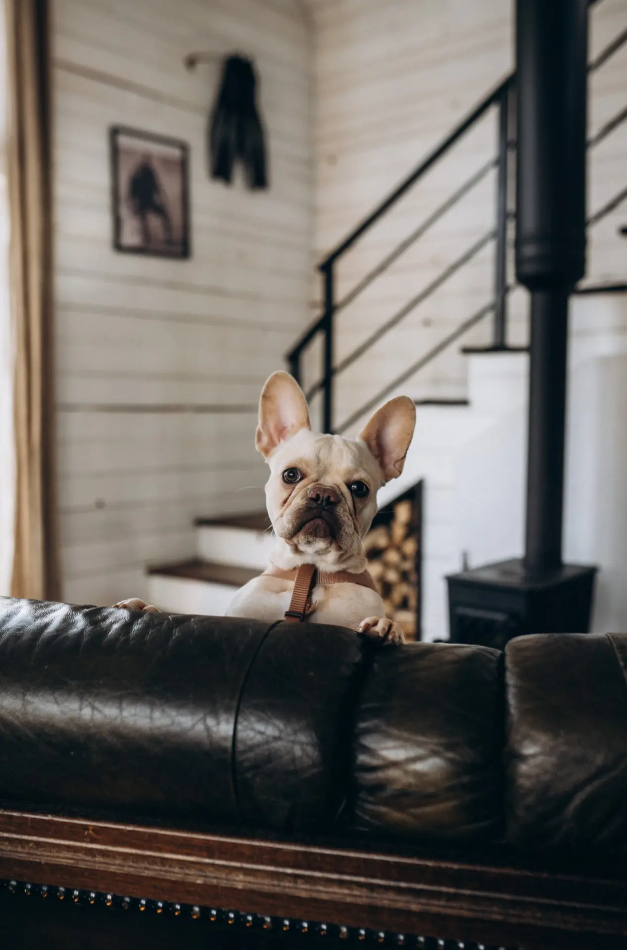 Хорошие новости: мы снова pet-friendly! 🐾
