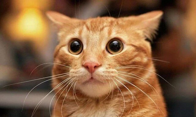 Кот