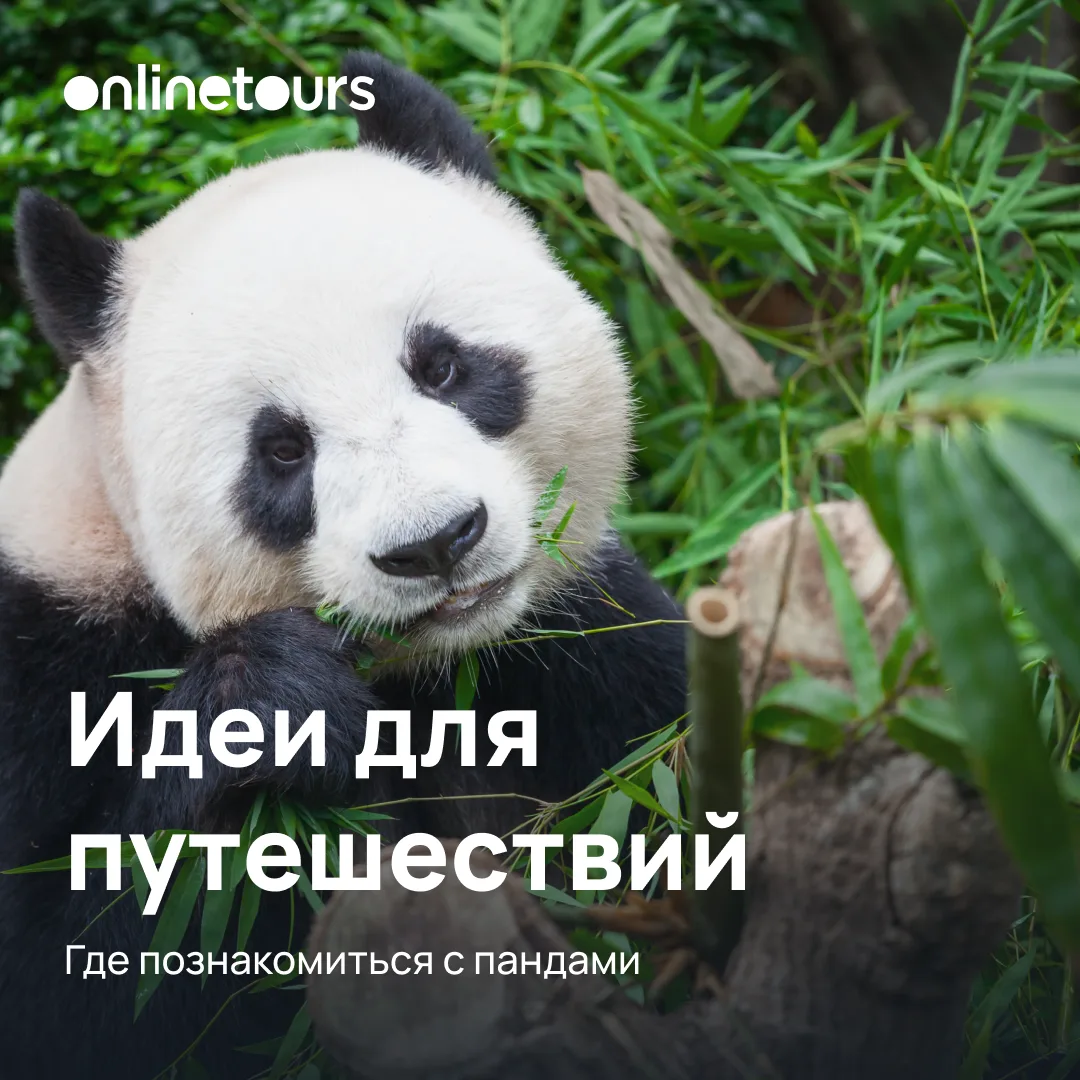 Милая новость дня 🐼 Сегодня панде Катюше 3 года