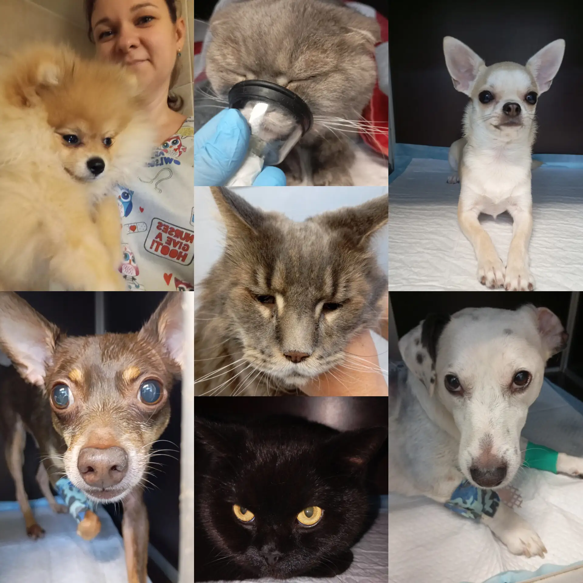 Моя прошедшая неделя в мордочках ❤🐶🐱