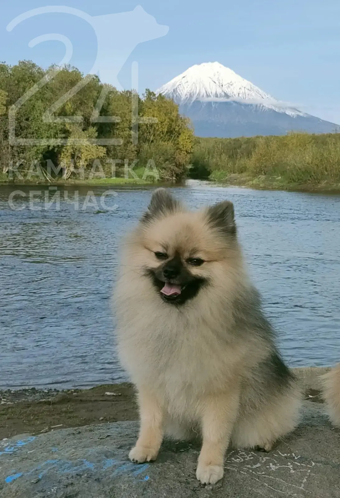 🐕 Хозяева ищут шпица Мишку