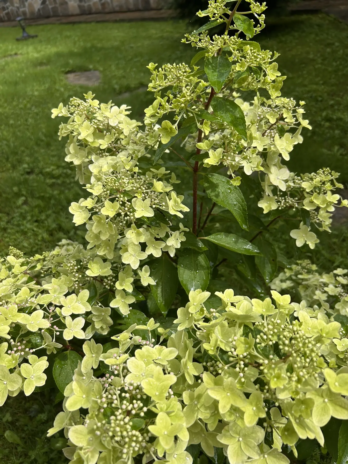 Гортензия метельчатая «Металлика» (Hydrangea paniculata Metallica) — сорт французской селекции, созд